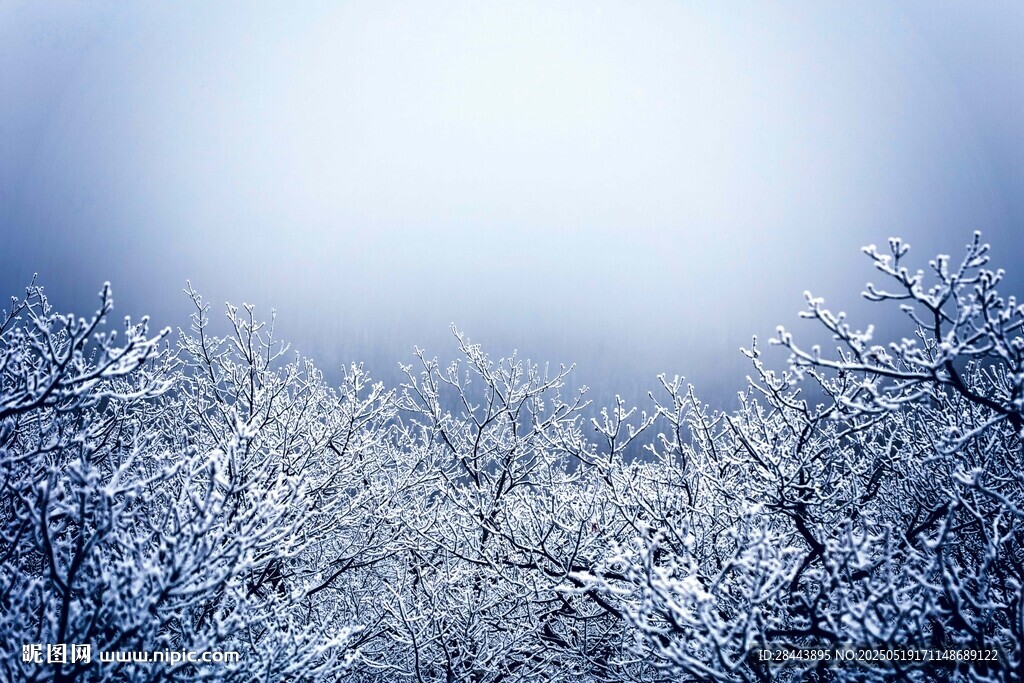 冬日雪景中的银白树林