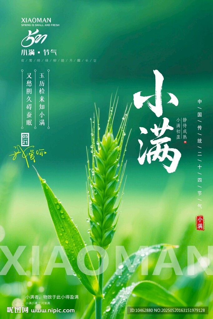 二十四节气小满时节麦穗初长海报