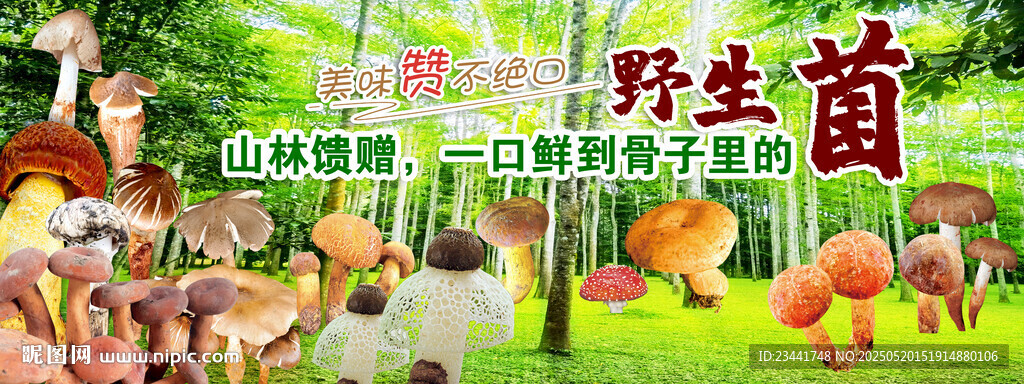 野生菌 