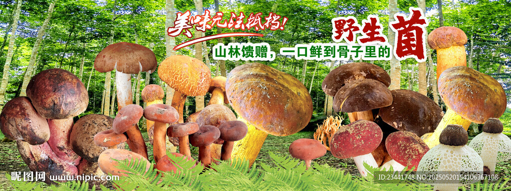 野生菌海报