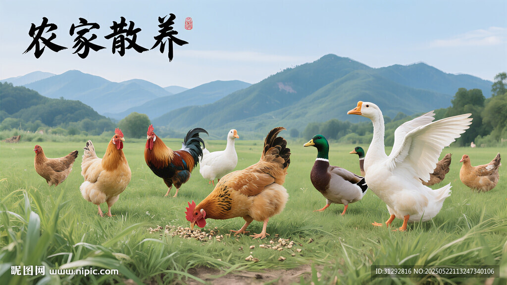 农家散养的鸡鸭鹅群