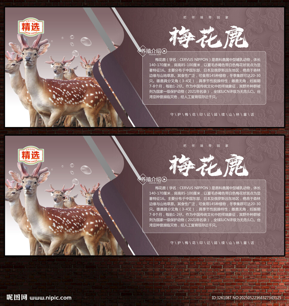 梅花鹿展板