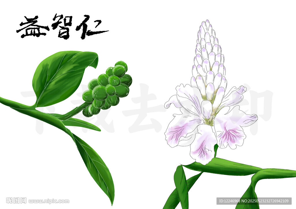益智仁植物图示