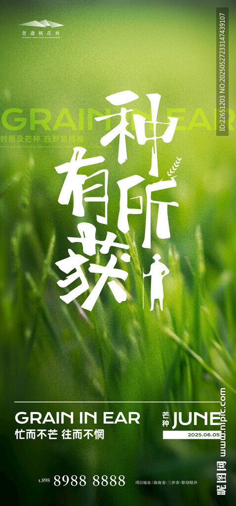 芒种