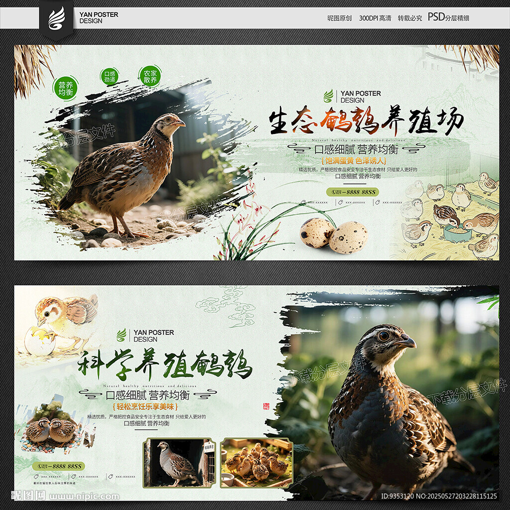 鹌鹑