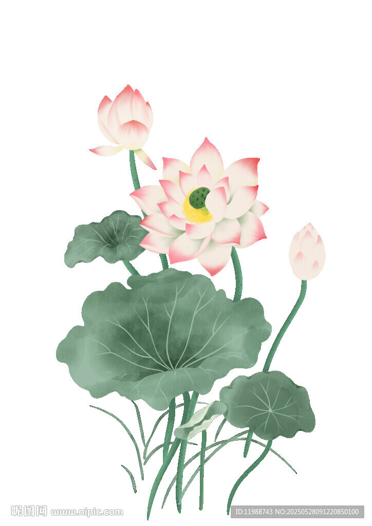 荷韵清风