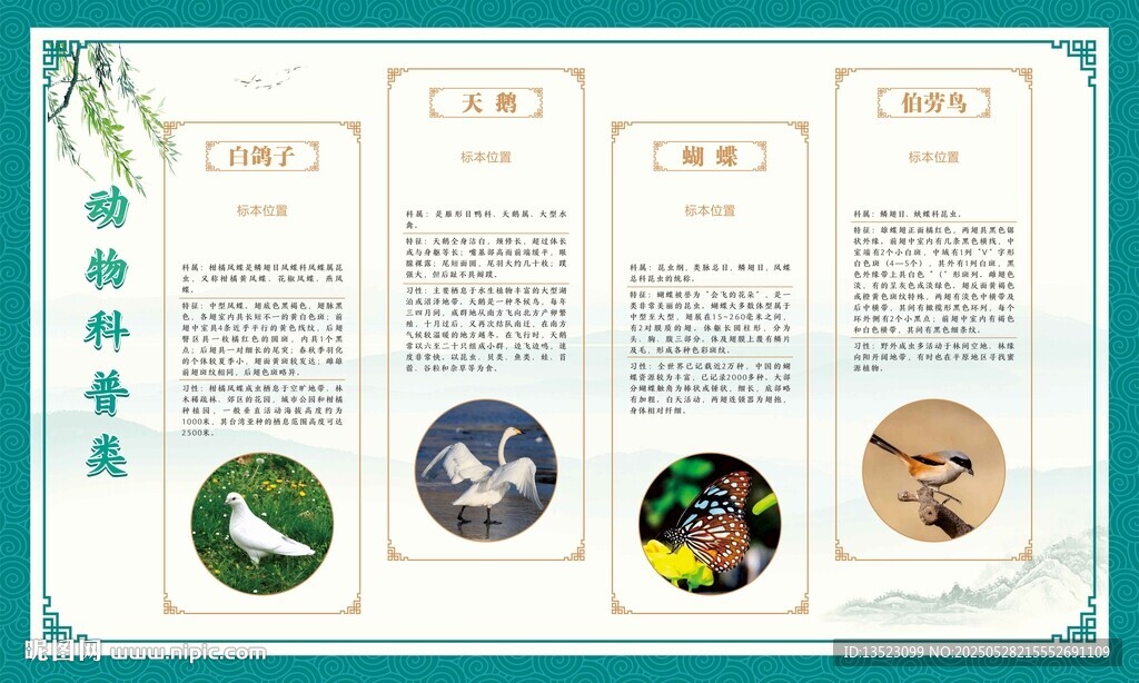 动物鸟类类科普展板