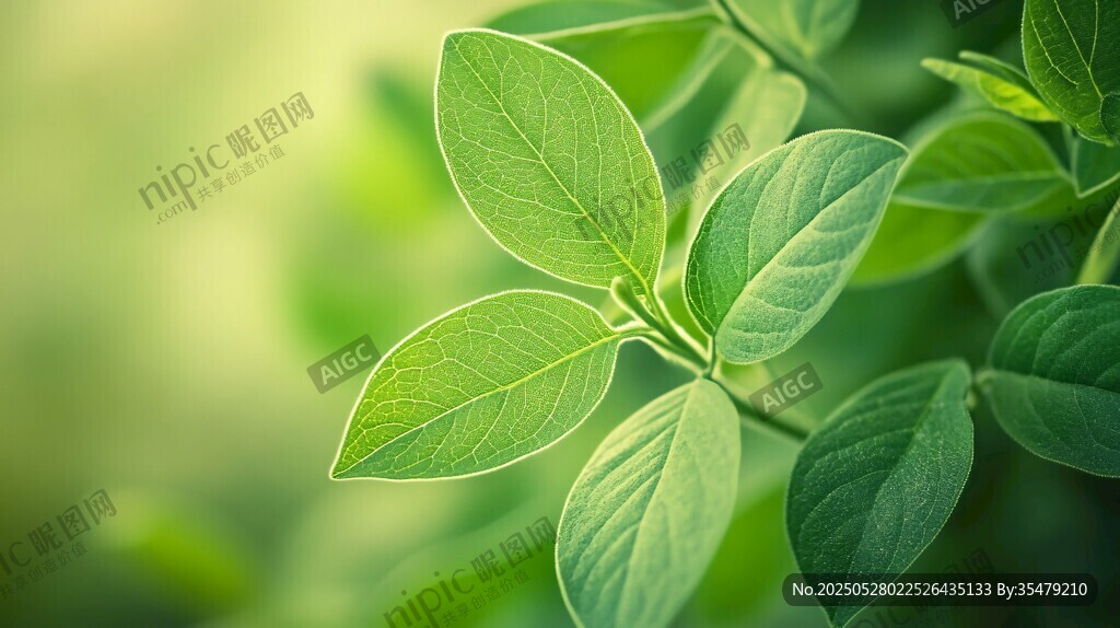 嫩绿叶片特写 清新自然感