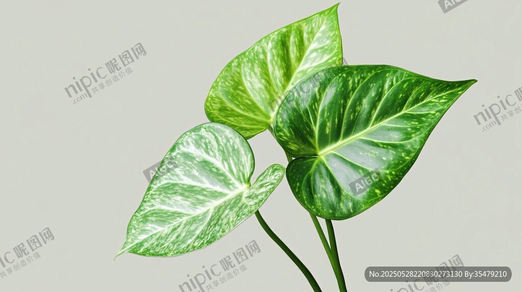 翠绿海芋叶片特写