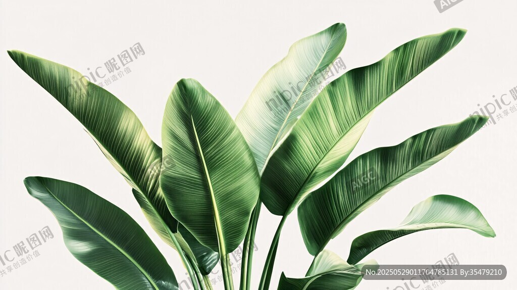 翠绿芭蕉叶 清新自然风