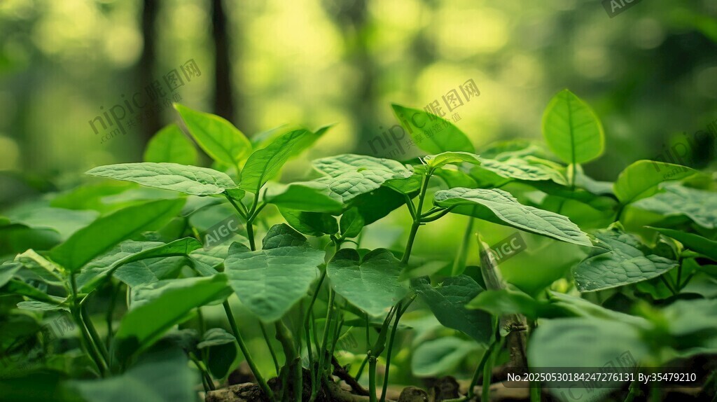 嫩绿新叶的林间生机