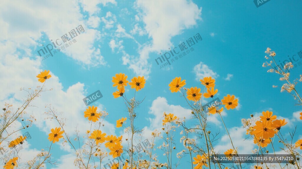 蓝天下绽放的灿烂小黄花