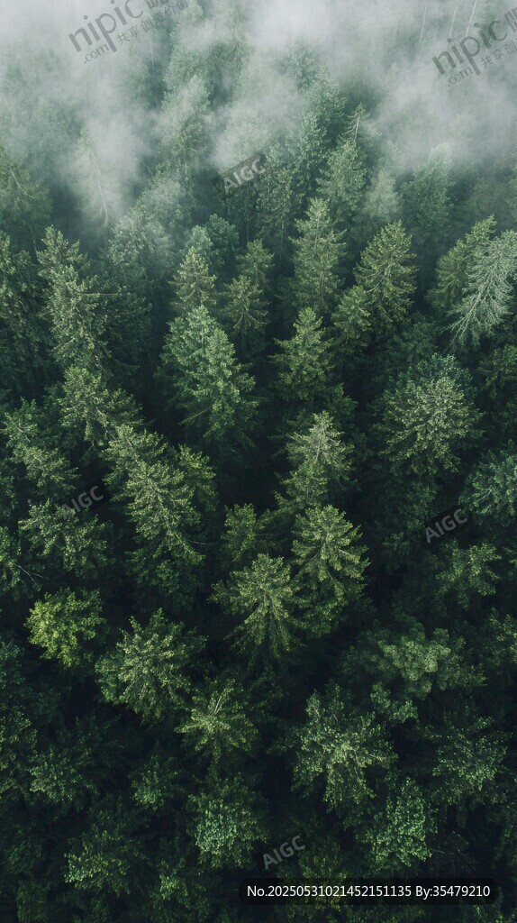 云雾缭绕的茂密森林