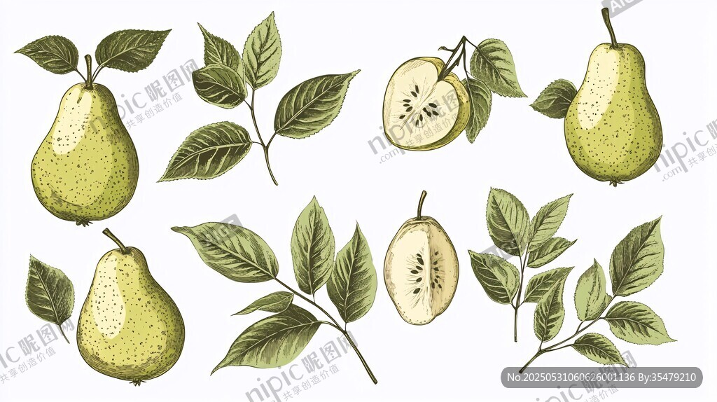 手绘梨子与枝叶插画素材