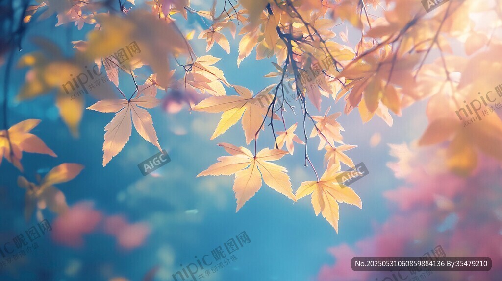 秋日枫叶美景