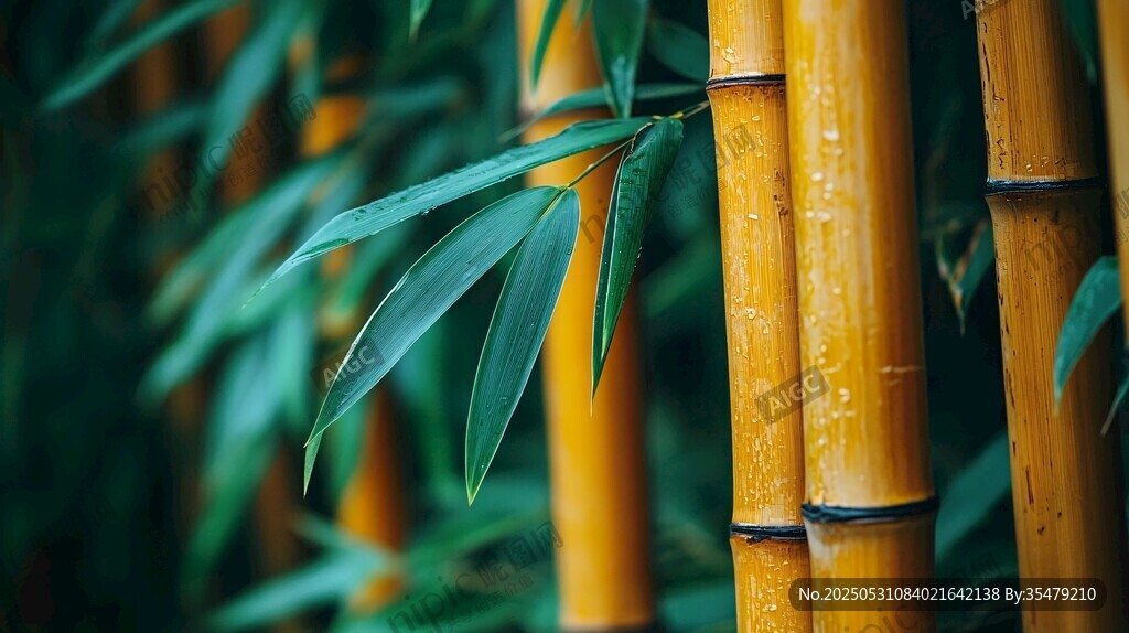 翠绿竹叶与金黄竹杆特写