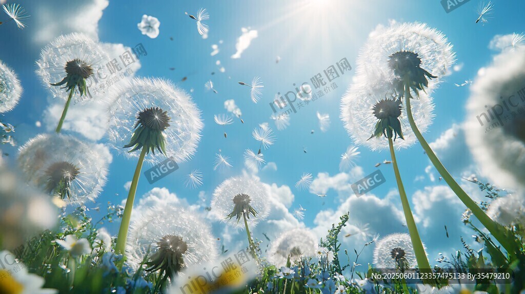 阳光下飞舞的蒲公英花海