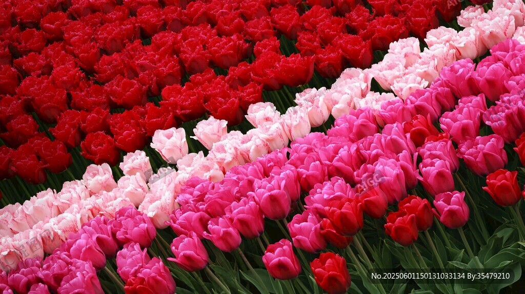 五彩斑斓郁金香花海