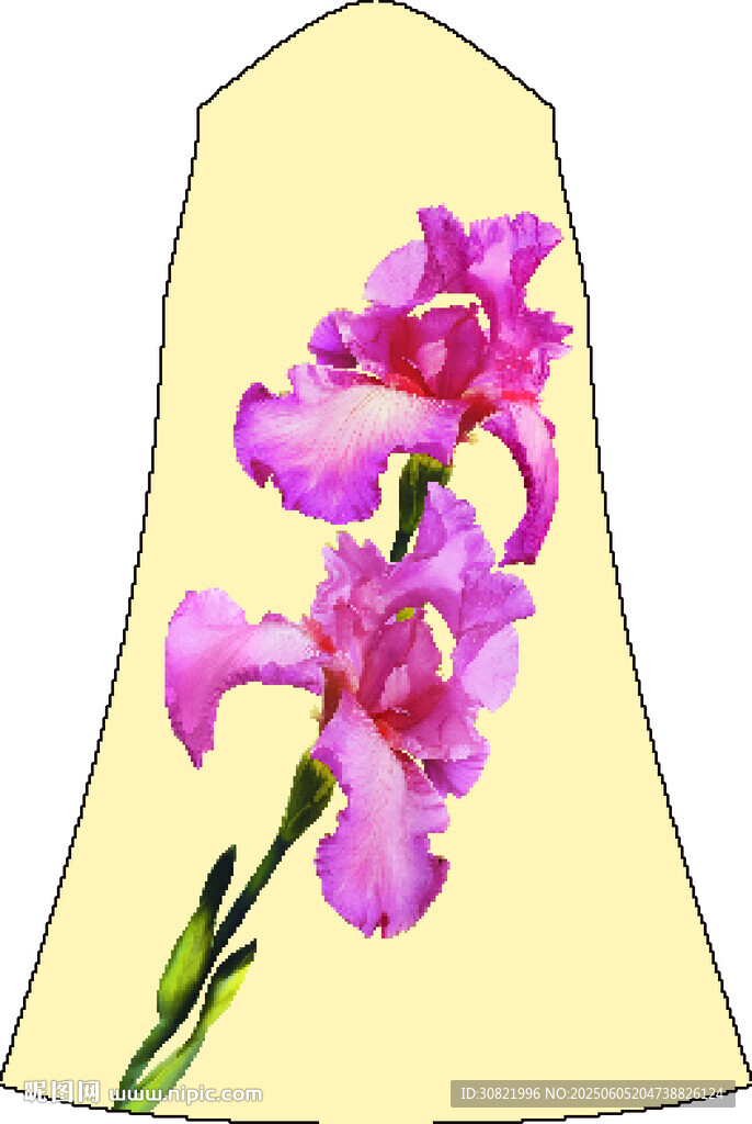 粉色唐菖蒲花朵 手绘花