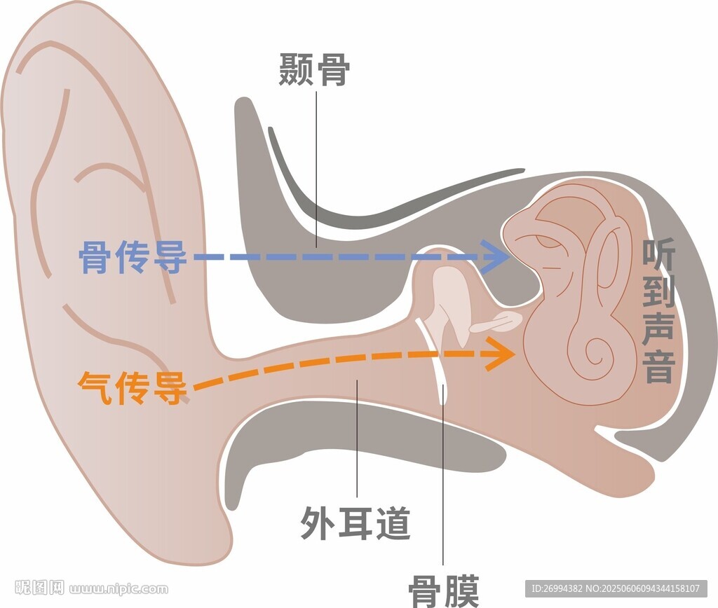 耳道内部结构图分层矢量图