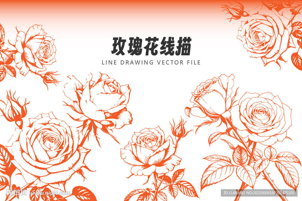 线描玫瑰花