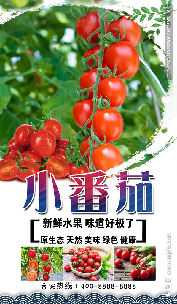 小番茄  
