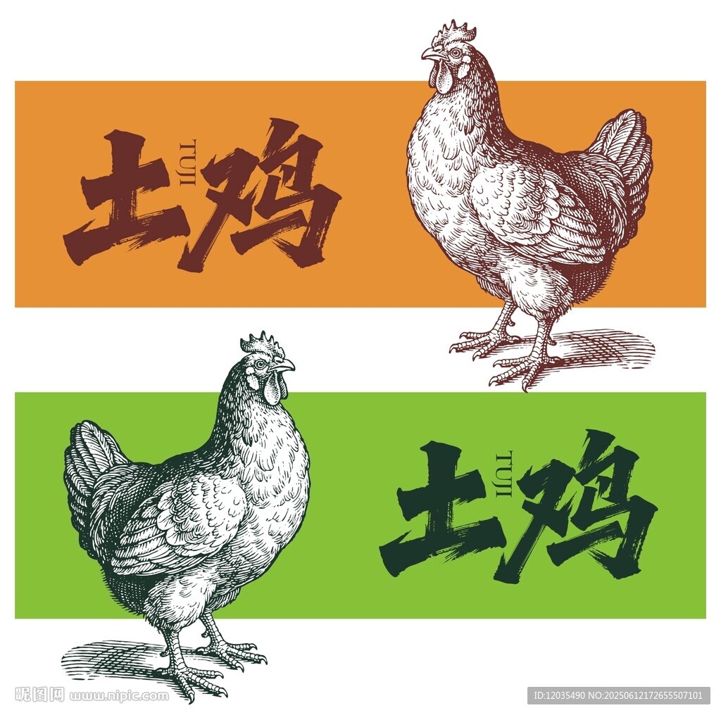 矢量土鸡