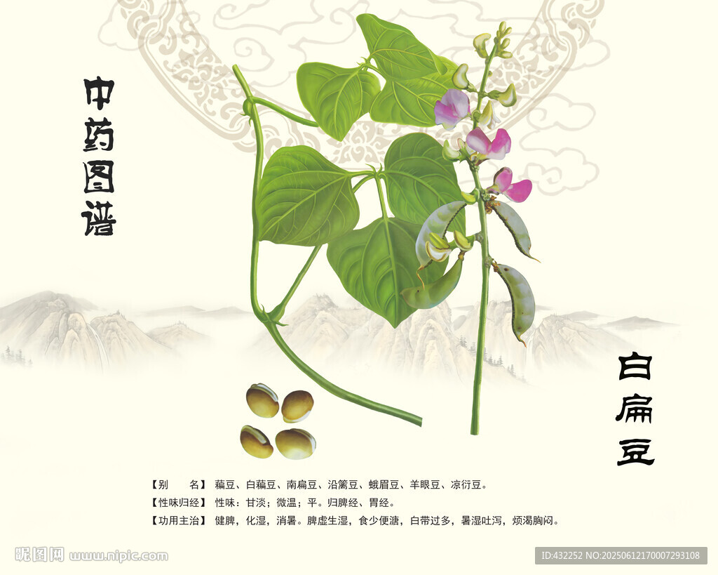 白扁豆中药白扁豆