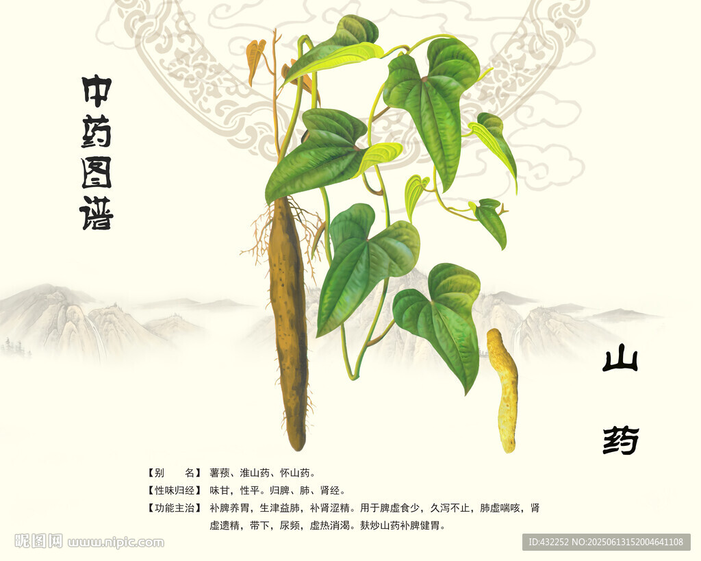 山药植株中药山药