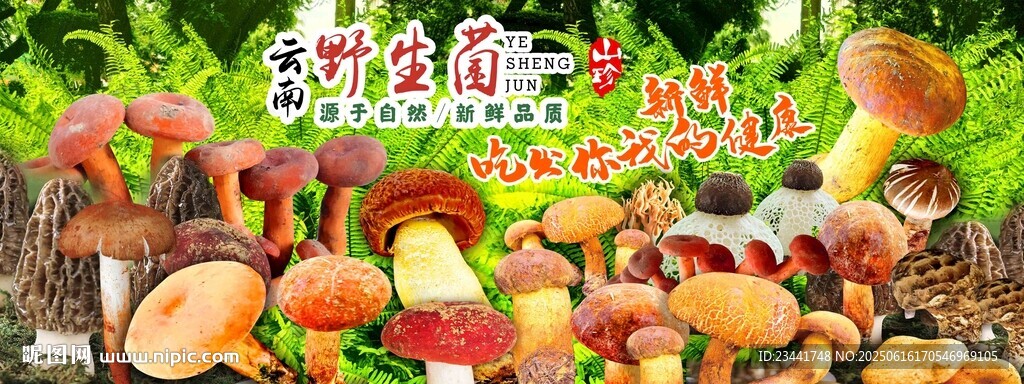 野生菌广告