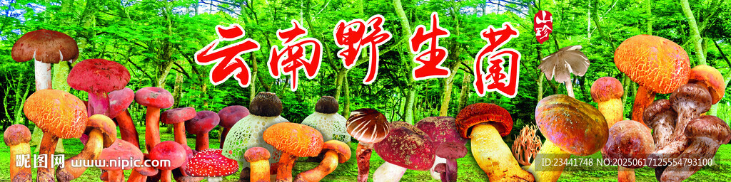 野生菌海报