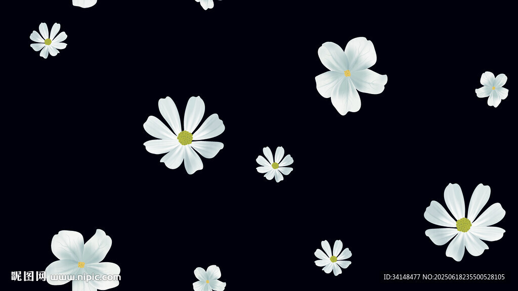 黑色背景上的白色小花