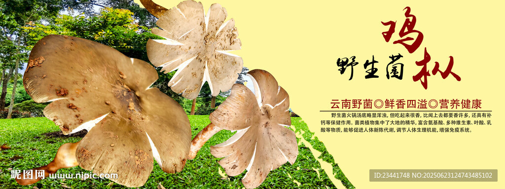 野生菌海报