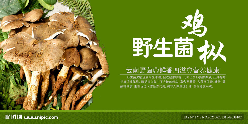 野生菌海报