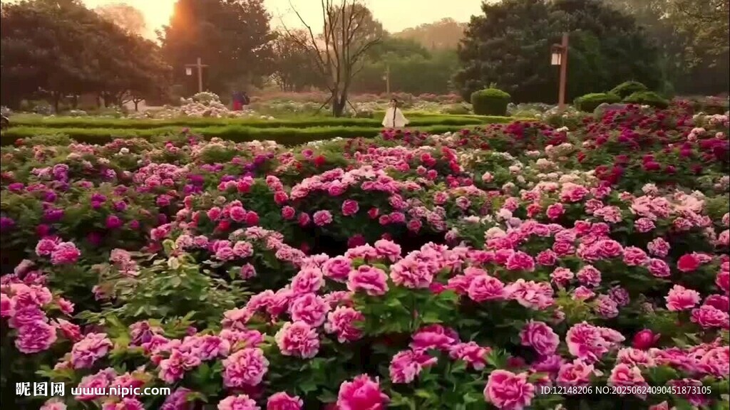 夕阳下的绚烂花海