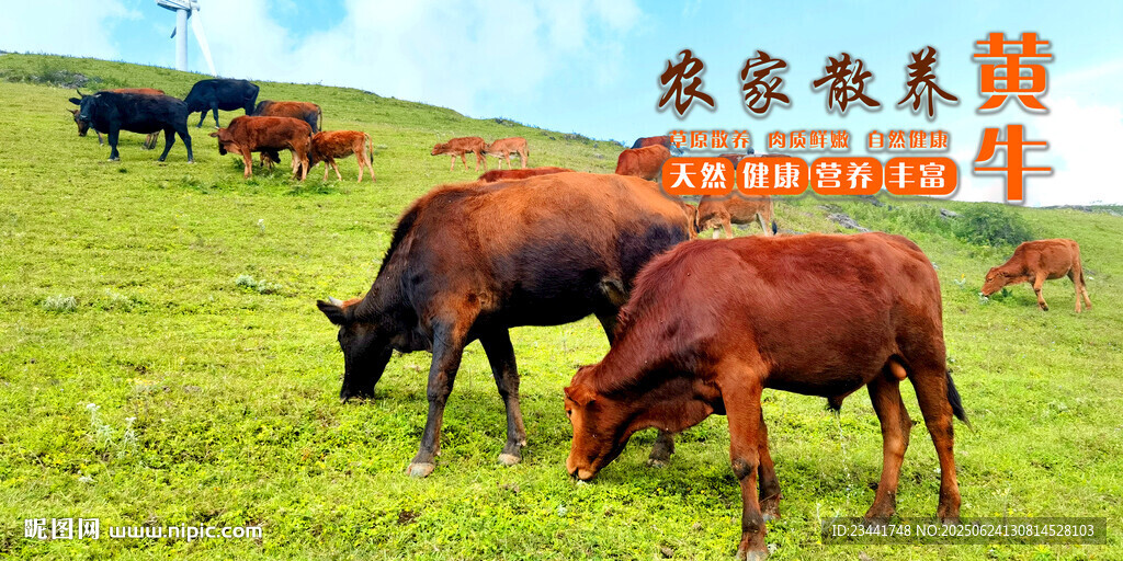 黄牛