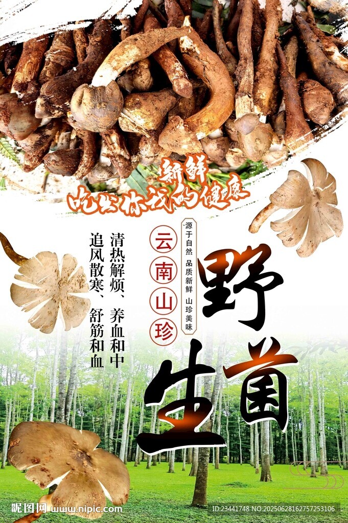 野生菌