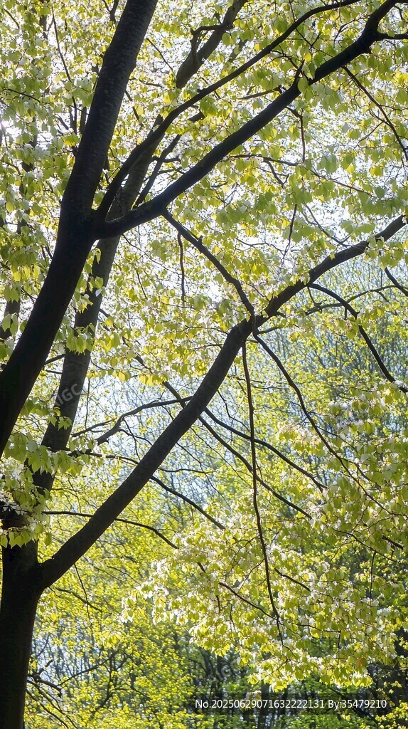 春日绿荫 新叶繁茂景象