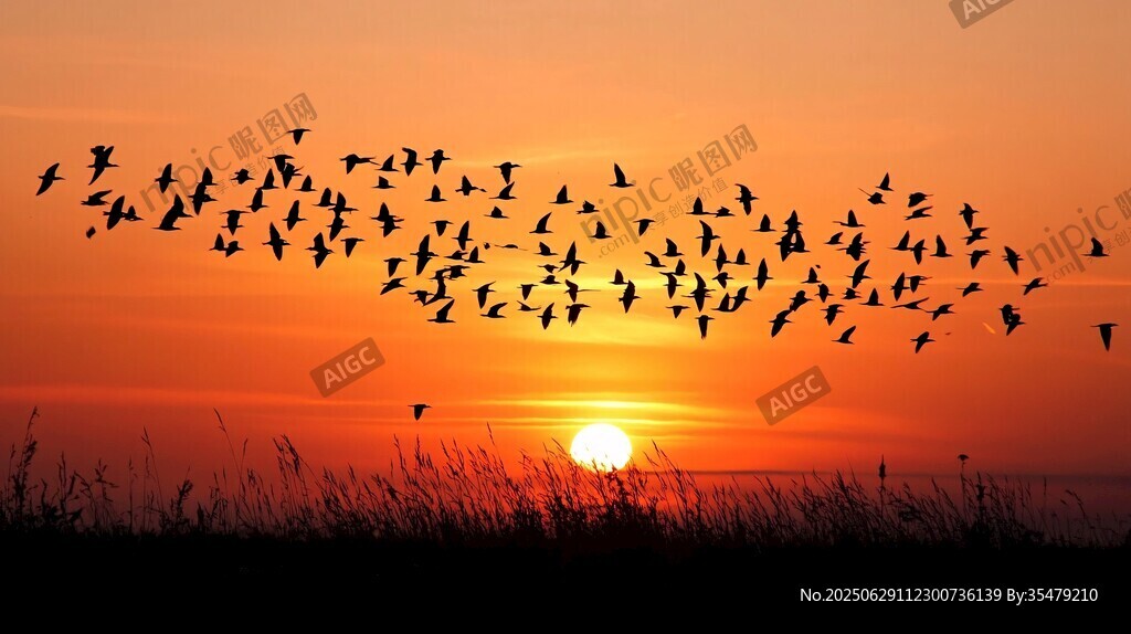 夕阳下群鸟翱翔的壮丽景象