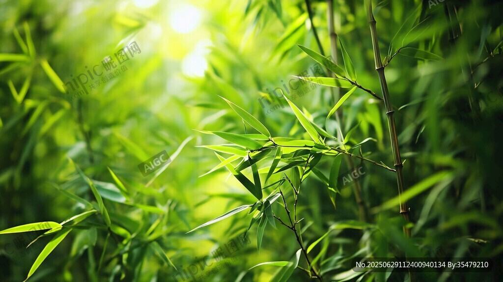 阳光照耀下的翠绿竹林