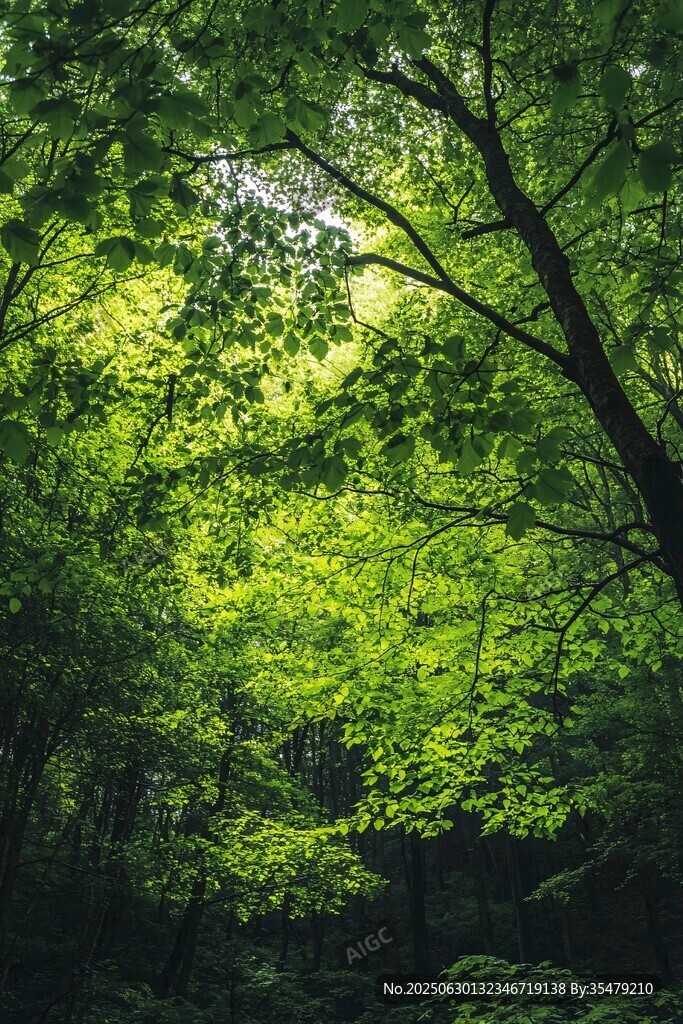 阳光洒落的茂密翠绿森林