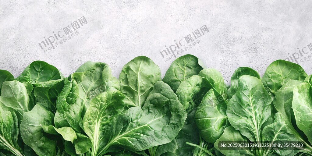 新鲜菠菜叶排列在灰色背景上