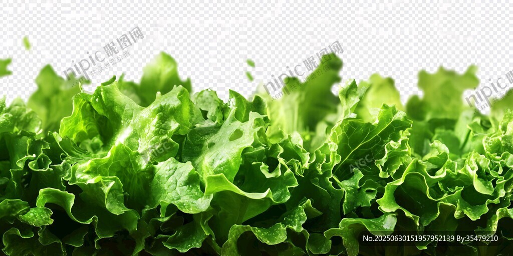 新鲜生菜叶
