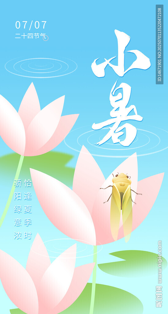 小暑时节绽放的美丽荷花