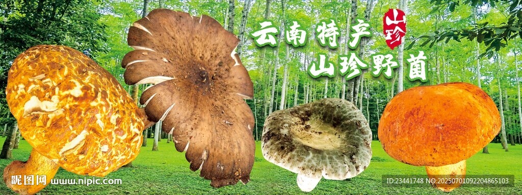 野生菌海报