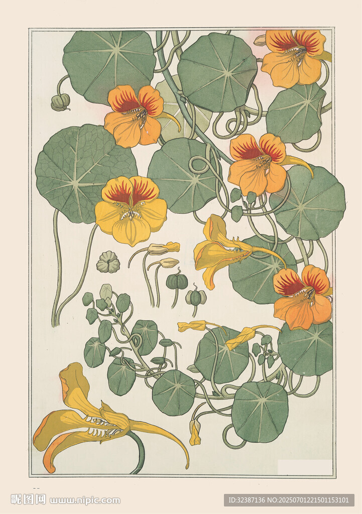 复古风旱金莲植物插画