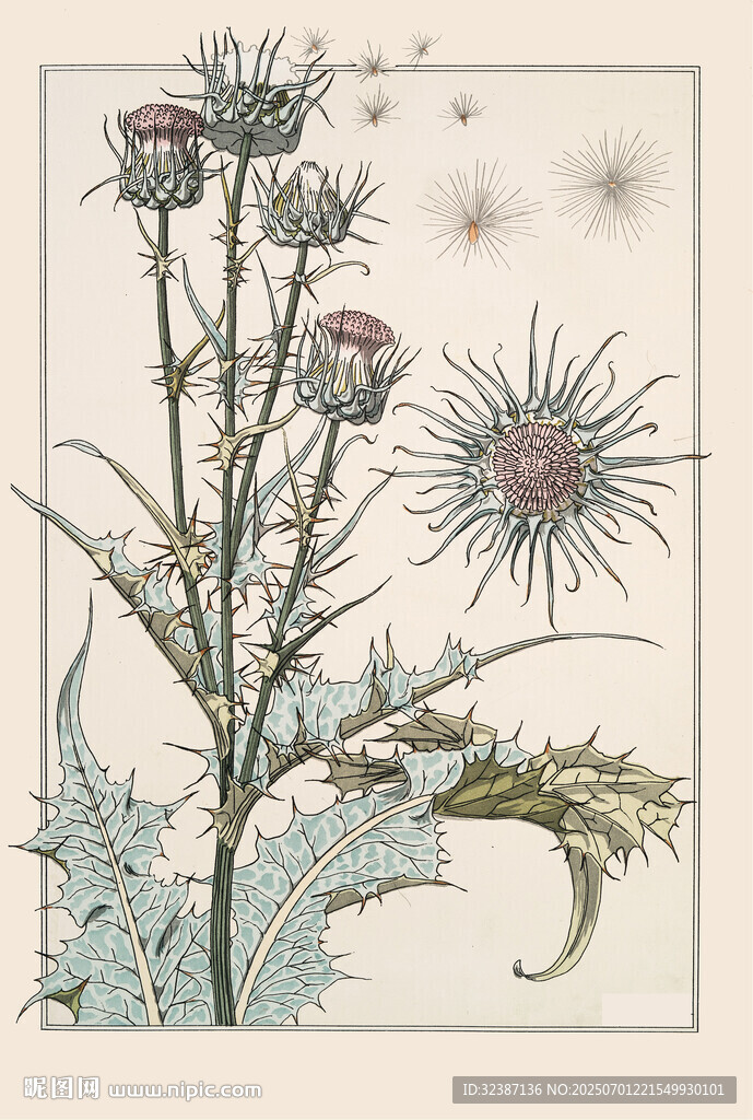 复古风蓟类植物插画