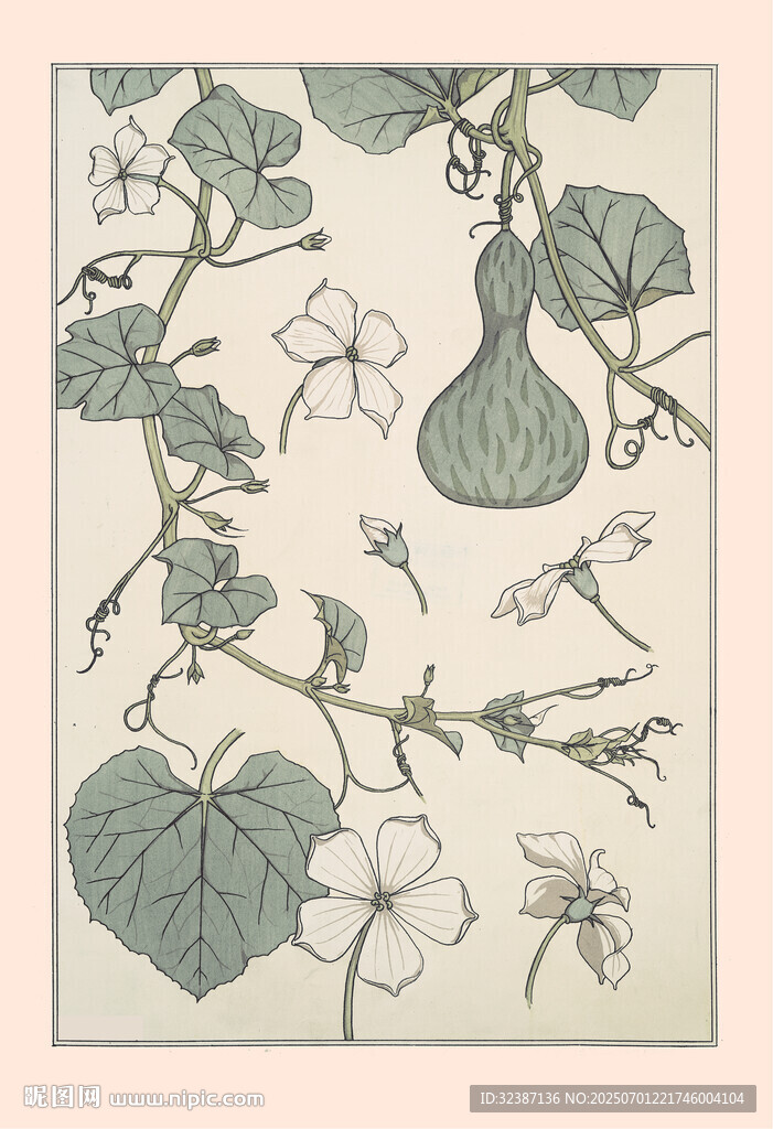 中式植物花卉图案插画