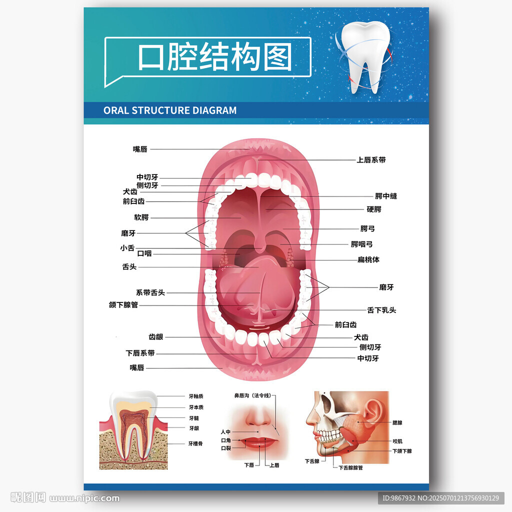 口腔结构图