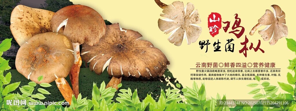 鸡枞菌海报